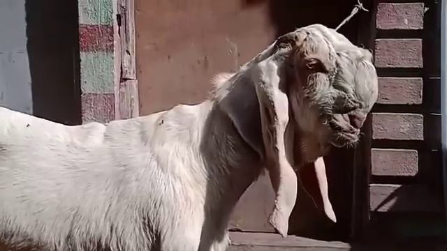 Adant goat kid height-32/33 weight-32/36kg ₹-18000 for sale call-93316 08984 смотреть онлайн