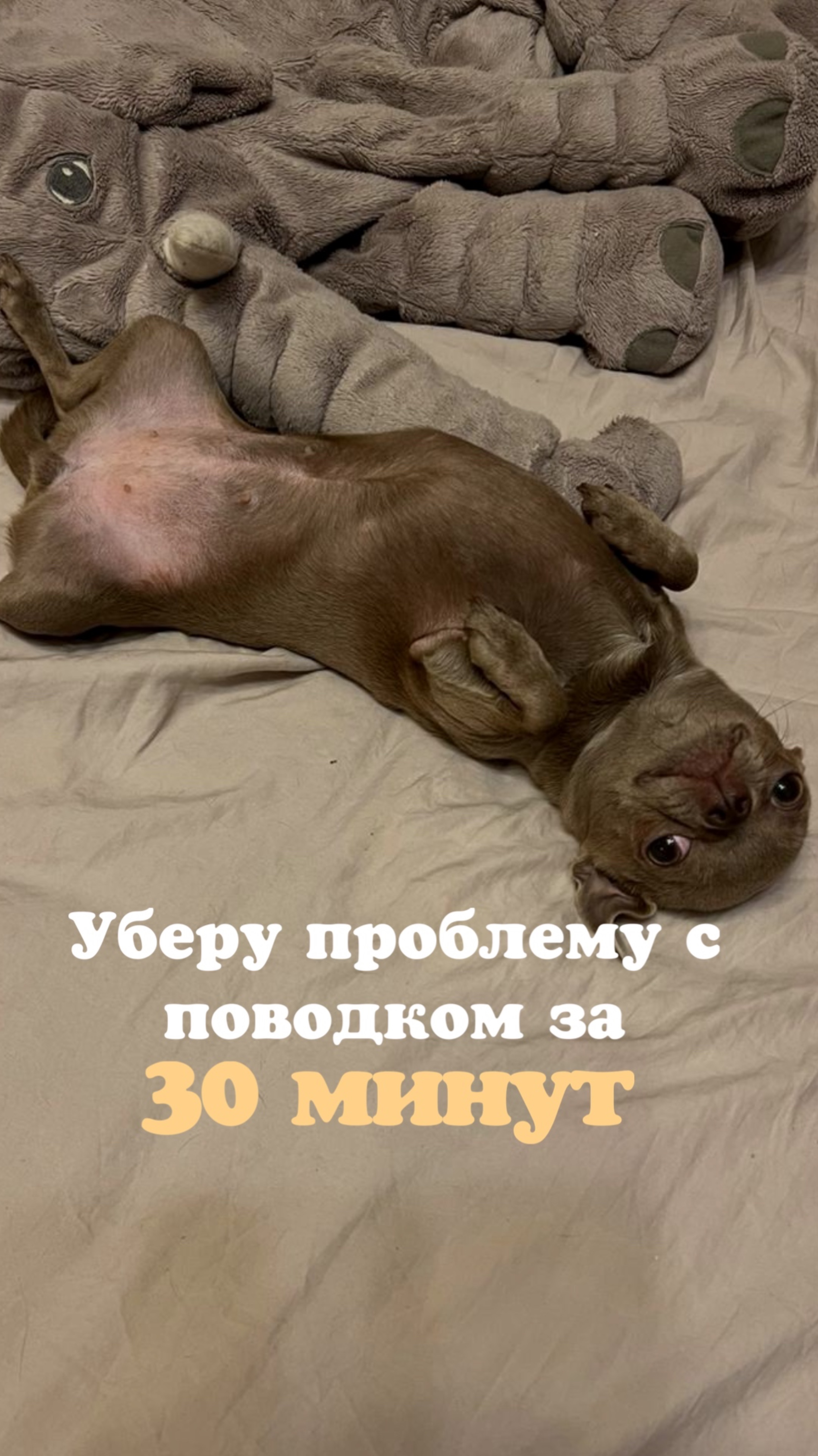 ТЕСТ бесплатно «Воспринимает ли ваша собака команды?»
https://clck.yandex.ru/redir/nWO_r1F