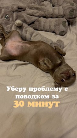 ТЕСТ бесплатно «Воспринимает ли ваша собака команды?»
https://clck.yandex.ru/redir/nWO_r1F