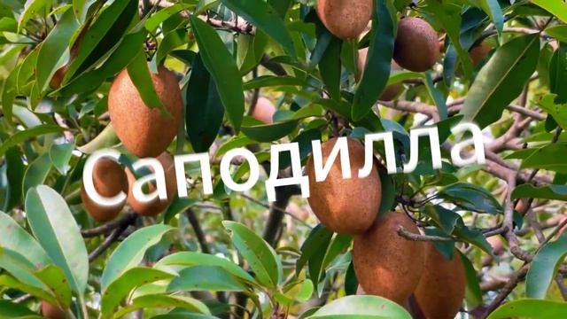 Самые Редкие и Необычные Фрукты! Такого Вы Не Видели! #редкое, #самое, #необычное, #странное, #топ