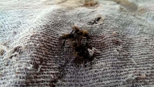 Когда пчёлам делать нечего :) смотреть онлайн