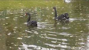 Баланнардай ачы язмышлар.Дания Шарифуллина жырлый.