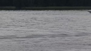 Driver 510   and selva 100HP