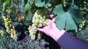 Виноград Супер Экстра