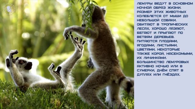 Мир малышам. Лемур смотреть онлайн