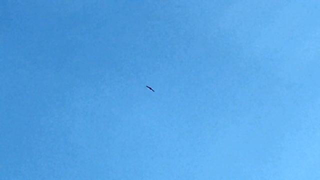 Ястреб и ворона в небе смотреть онлайн