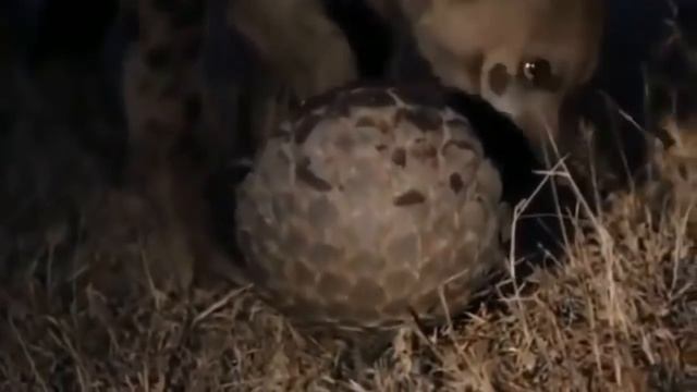 Kangal Afrika Sırtlanı Boğdumu! kangal vs hyena