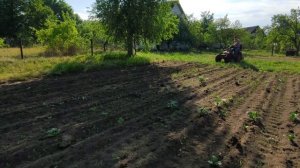 Прополка картошки ЕЖАМИ И СТРЕЛКАМИ на мотоблоке с передним адаптером.
