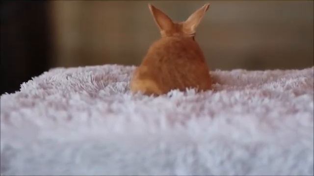 Карликовый вислоухий кролик, окрас красный