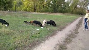 КАК ПРИРУЧИТЬ СОБАКУ!!!