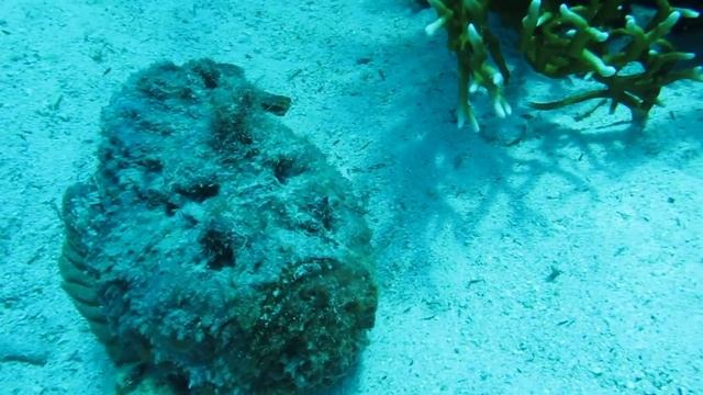 Рыба выезд в Египет май 2014