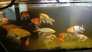 Карп Кои Вуалевый