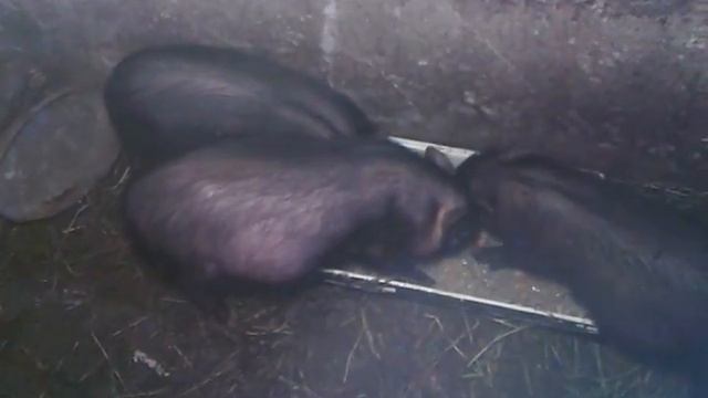 Вьетнамские свиньи 2-3 месяца. смотреть онлайн