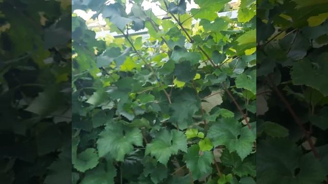 Виноград в Приморском Крае! О.Г. как сохранить спелый виноград от нашествия пернатых. 5.09.2023г