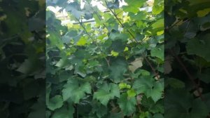 Виноград в Приморском Крае! О.Г. как сохранить спелый виноград от нашествия пернатых🍇👌. 5.09.2023г