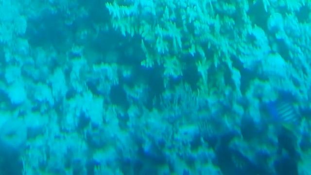 Підводний світ Червоного моря! смотреть онлайн