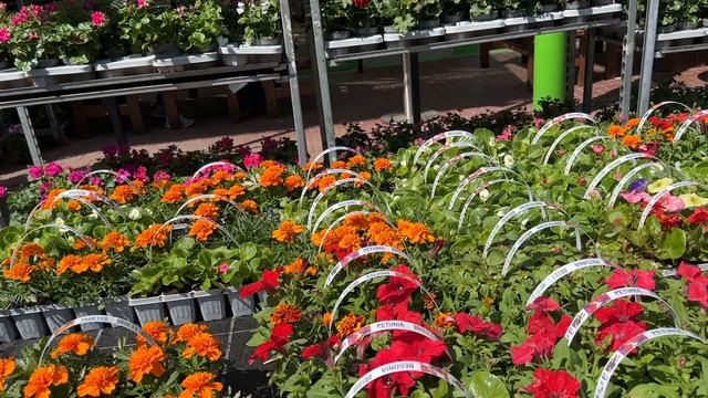 Ночью лазала с фонариком,что подумают соседи😂стало плохо от жары,посадила помидоры в 🥒грунт смотреть онлайн