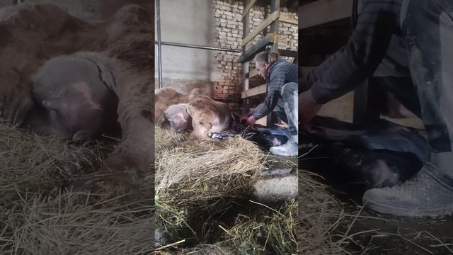 Отёл куклы ❤️ смотреть онлайн