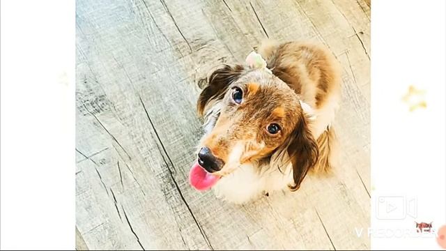 Homenagem para a cachorrinha MILK da FUN BABE смотреть онлайн