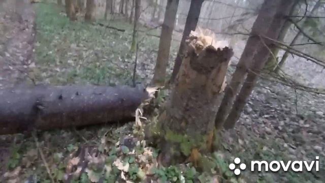 квадроцикл и планета месим грязь в лесу смотреть онлайн