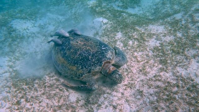 EGIPT Marsa Alam - The Three Corners Fayrouz Underwater life смотреть онлайн