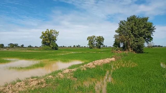 កញ្ចប់ជី អិលណាណូ смотреть онлайн