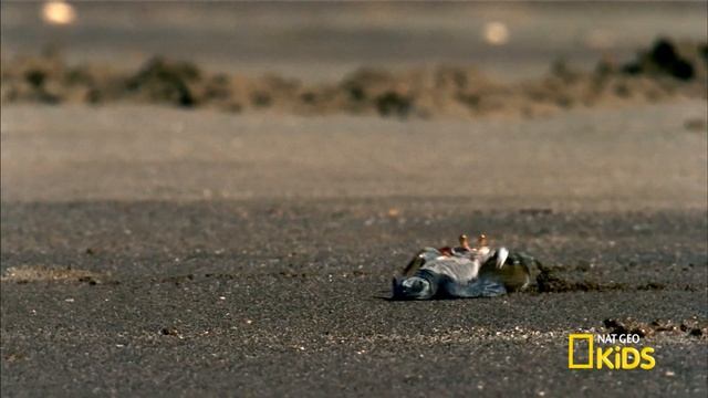 What do Animals Think?! | Animal LOL | Nat Geo Kids Compilation | @natgeokids смотреть онлайн