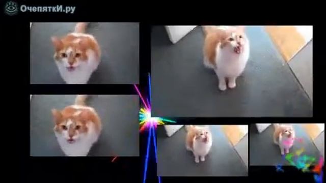 Кошачья песня