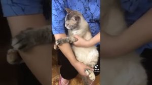 кот Филимон не хочет пить лекарством