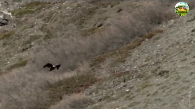Most Spectacular Eagle Attacks Caught On Camera смотреть онлайн
