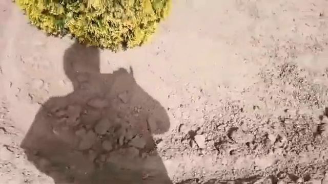 Отчаявшиеся Дачники Просят Помощи, в Защите Прав Дачников в Законном Порядке !!! смотреть онлайн