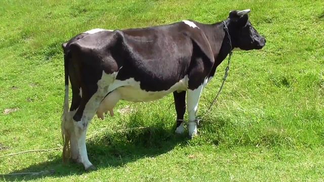 Планета Шешінера населена склісисами смотреть онлайн