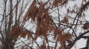 Тест объектива Гелиос 44-2: удобно даже для съемки видео