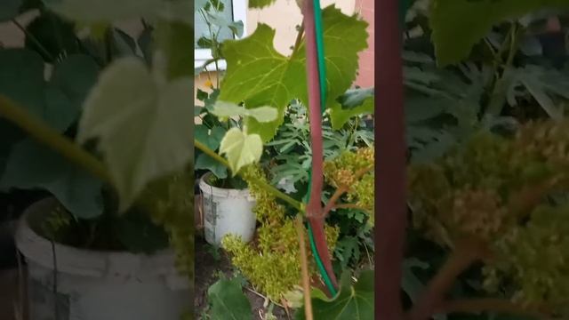 Юпітер США на 12.06.2022р. Запилення. смотреть онлайн