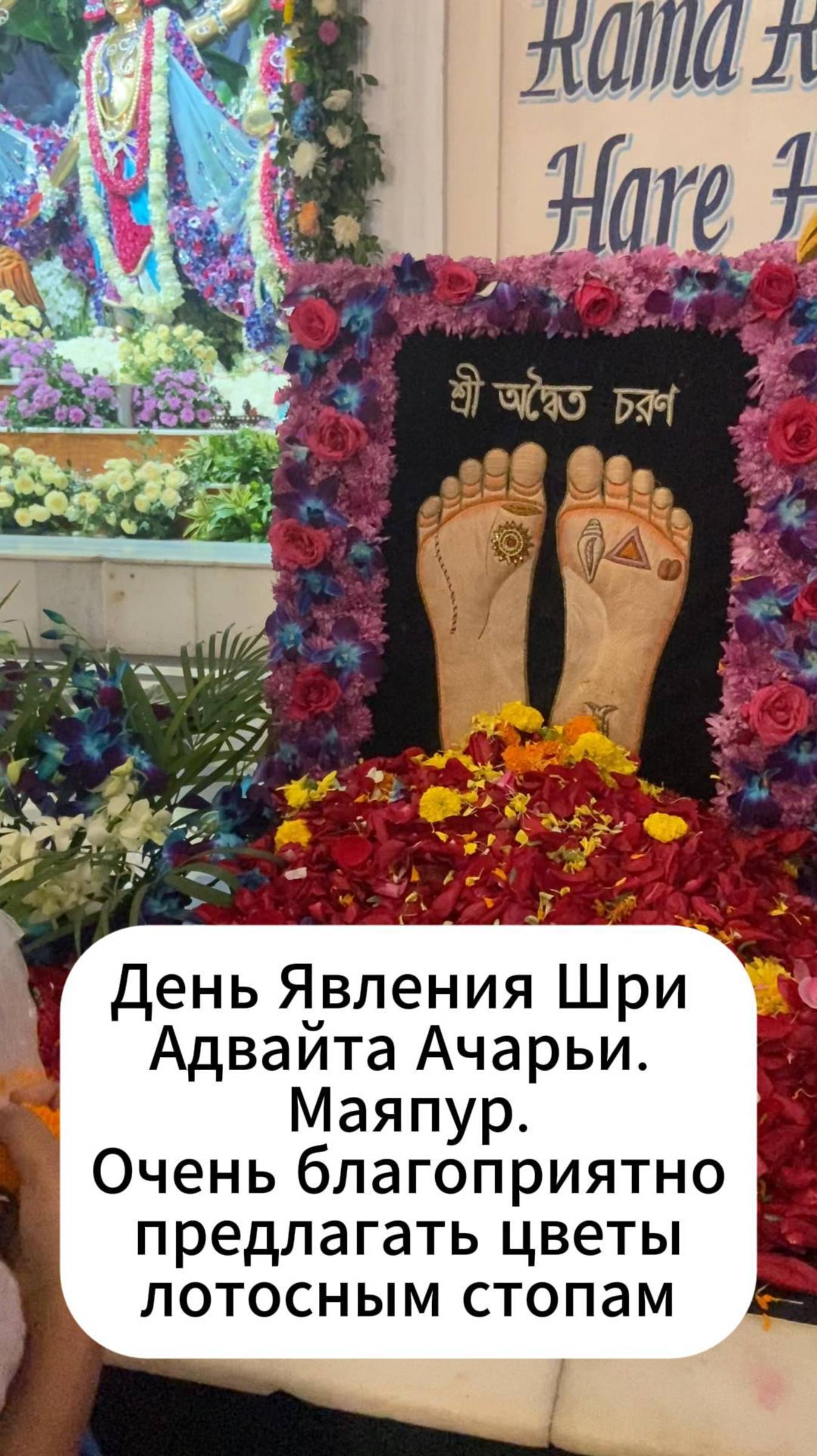 4.02.25 - День явления Шри Адвайта Ачарьи. Видео из Маяпура смотреть онлайн