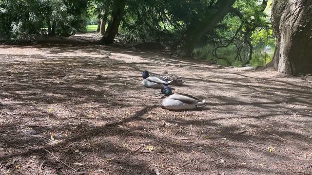 Работаю дизайнером, учусь играть в теннис, гуляю по Лондону смотреть онлайн