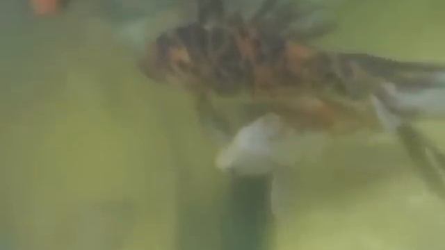 2015/4/7　新着魚の御紹介動画です　КАЦУМИ шоутен смотреть онлайн