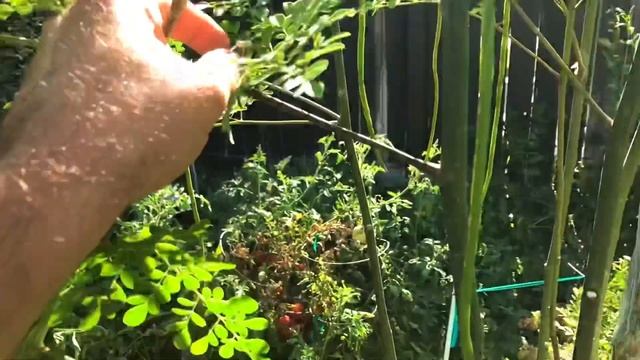 Moringa Rice Recipe with Okinawa & Longevity Spinach Plant (TASTY) смотреть онлайн