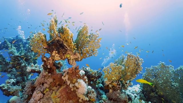 Marsa Alam - part 2 смотреть онлайн