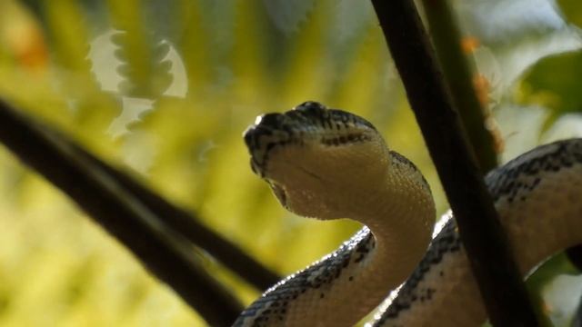 Cea Mai Periculoasa Insula de pe Planeta: Insula Serpilor смотреть онлайн