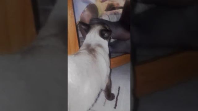 кот Космос! смотреть онлайн