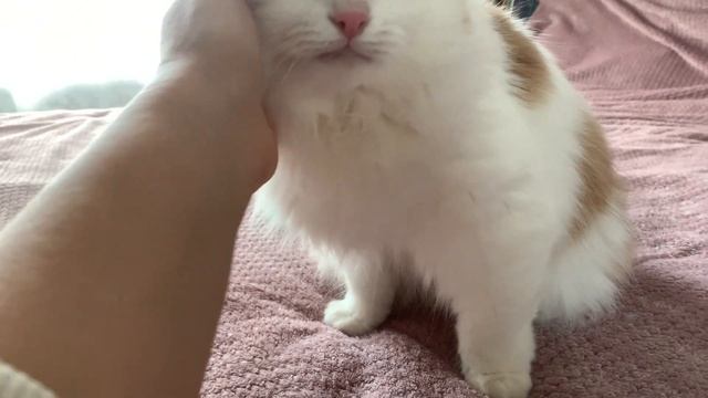 Моя Москва и три сестры❣️ #москва ( Katya Ru) смотреть онлайн