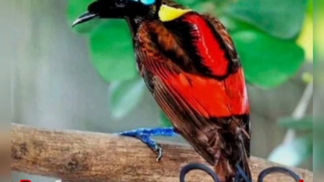 Вместе мы сохраним природу смотреть онлайн