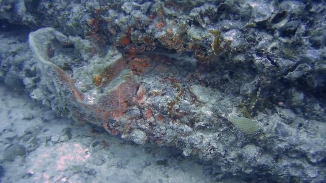 Neptune Memorial Reef 20210213 смотреть онлайн