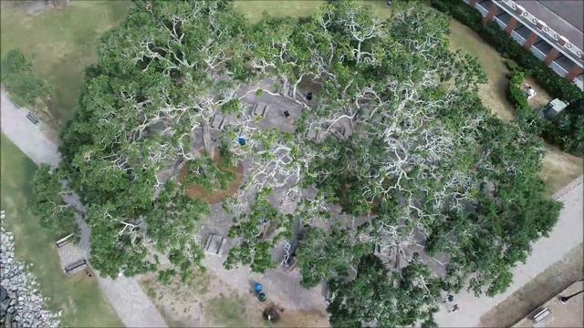 Neptune Park Oaks August 2018 смотреть онлайн