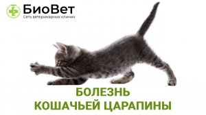 Что делать, если поцарапала кошка. Болезнь кошачьей царапины