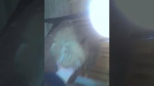 Ругают кота