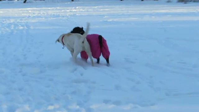 марс и феня! смотреть онлайн