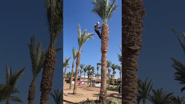 Hotel Labranda Royal Makadi Hurgada ägypten hurghada смотреть онлайн