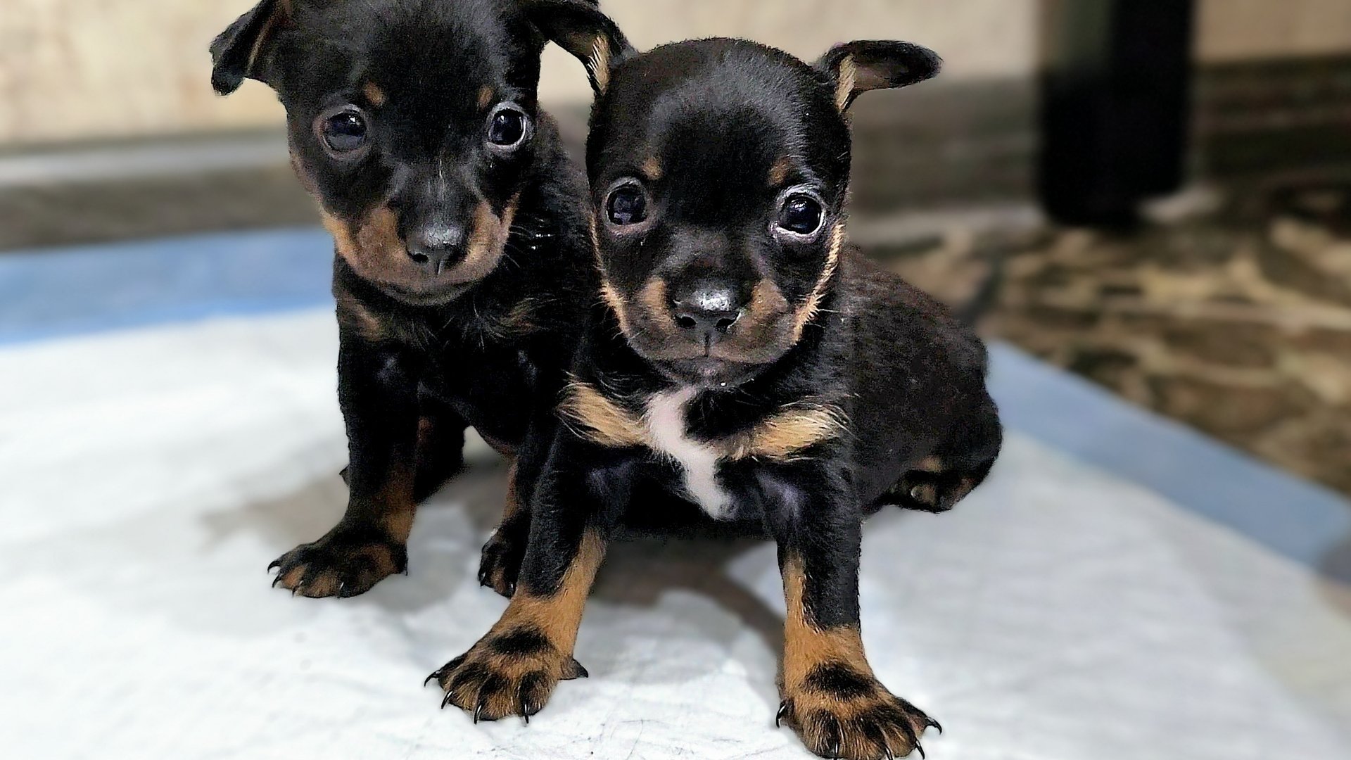 Тойчикам ровно месяц 04-02-2025 смотреть онлайн